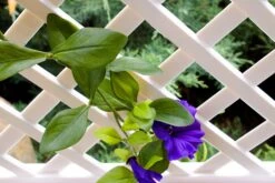 Spalier 100 Cm Mit Erdspieß, Weiß -OUTSUNNY Verkäufe 2199010000 prod 005