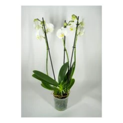 Phalaenopsis Orchidee 2er Trieb Mit Topf Und Deko, 1 Pflanze