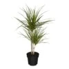 Dracaena Marginata, 1 Pflanze