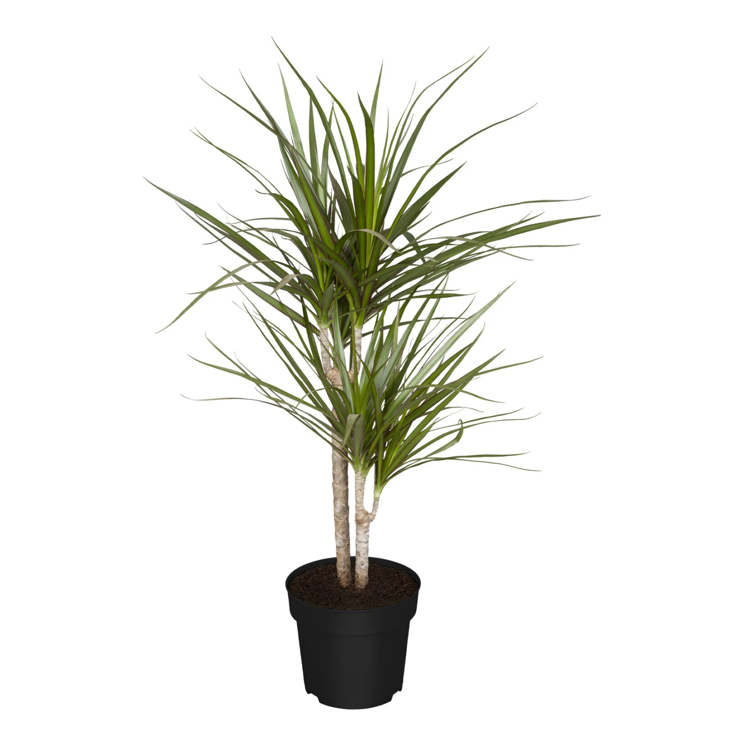 Dracaena Marginata, 1 Pflanze 1 Dracaena Marginata, 1 Pflanze