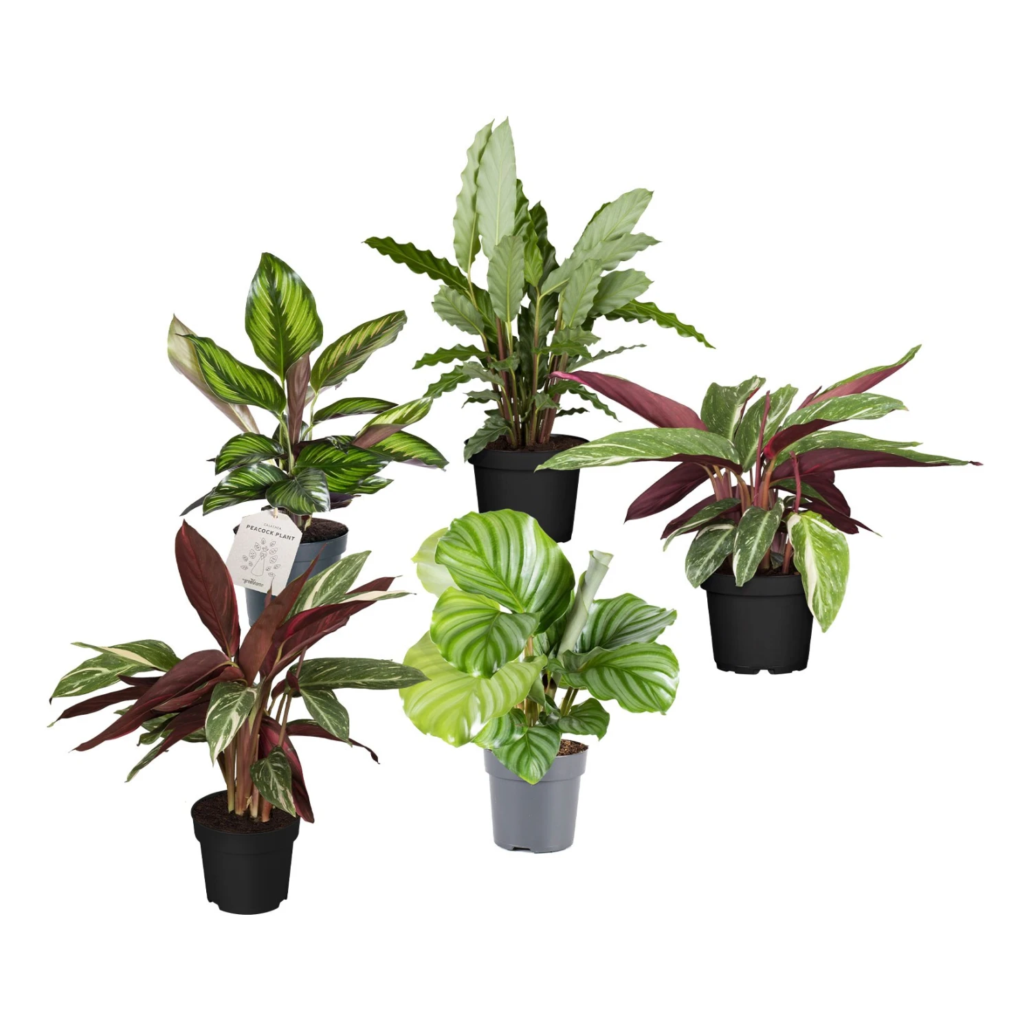 Calathea, Verschiedene Sorten, 2er Set 1 Calathea, Verschiedene Sorten, 2er Set