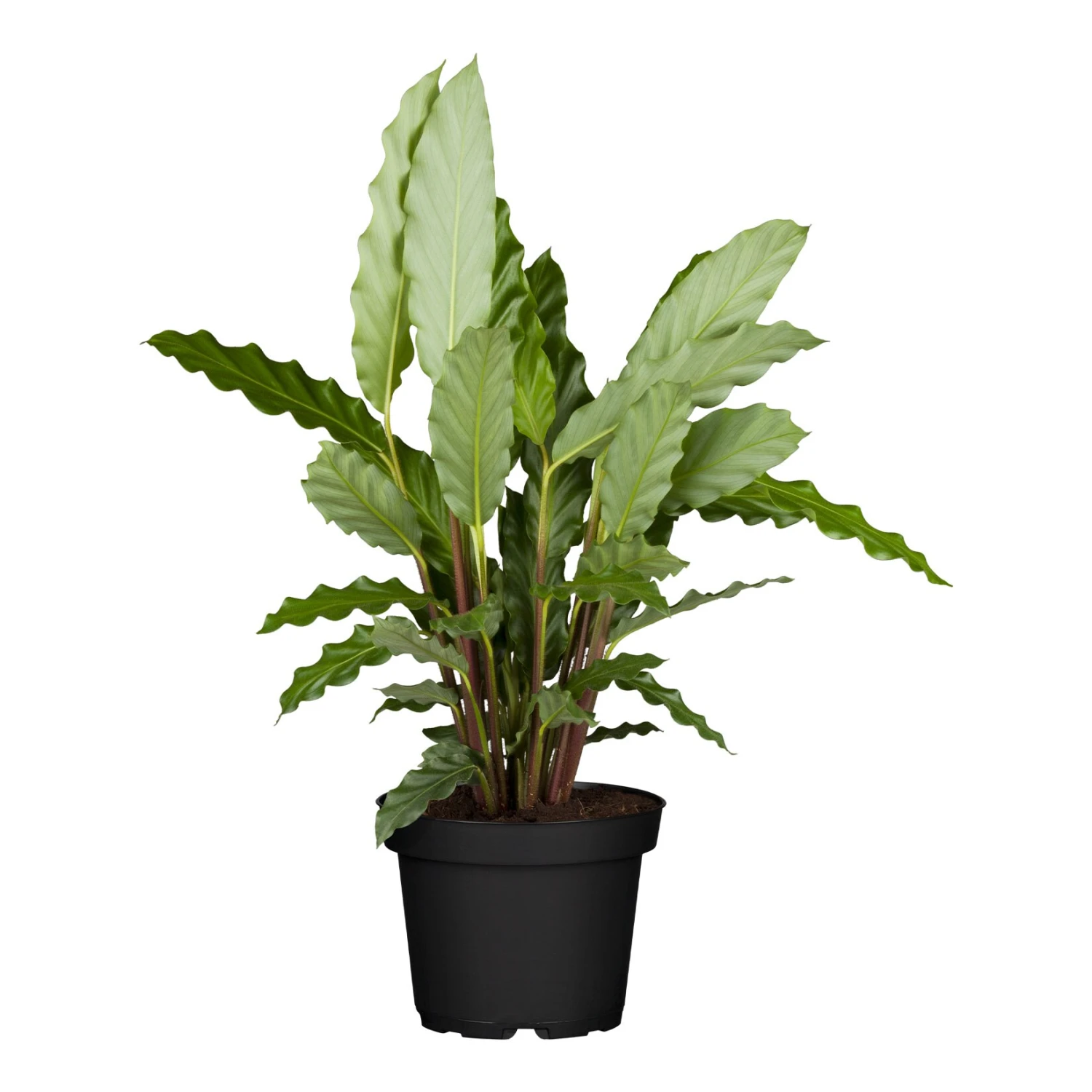 Calathea, Verschiedene Sorten, 2er Set 2 Calathea, Verschiedene Sorten, 2er Set – Bild 2
