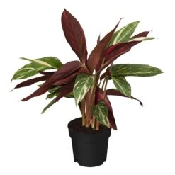 Calathea, Verschiedene Sorten, 2er Set 8 Calathea, Verschiedene Sorten, 2er Set -OUTSUNNY Verkäufe 2484710000 prod 003