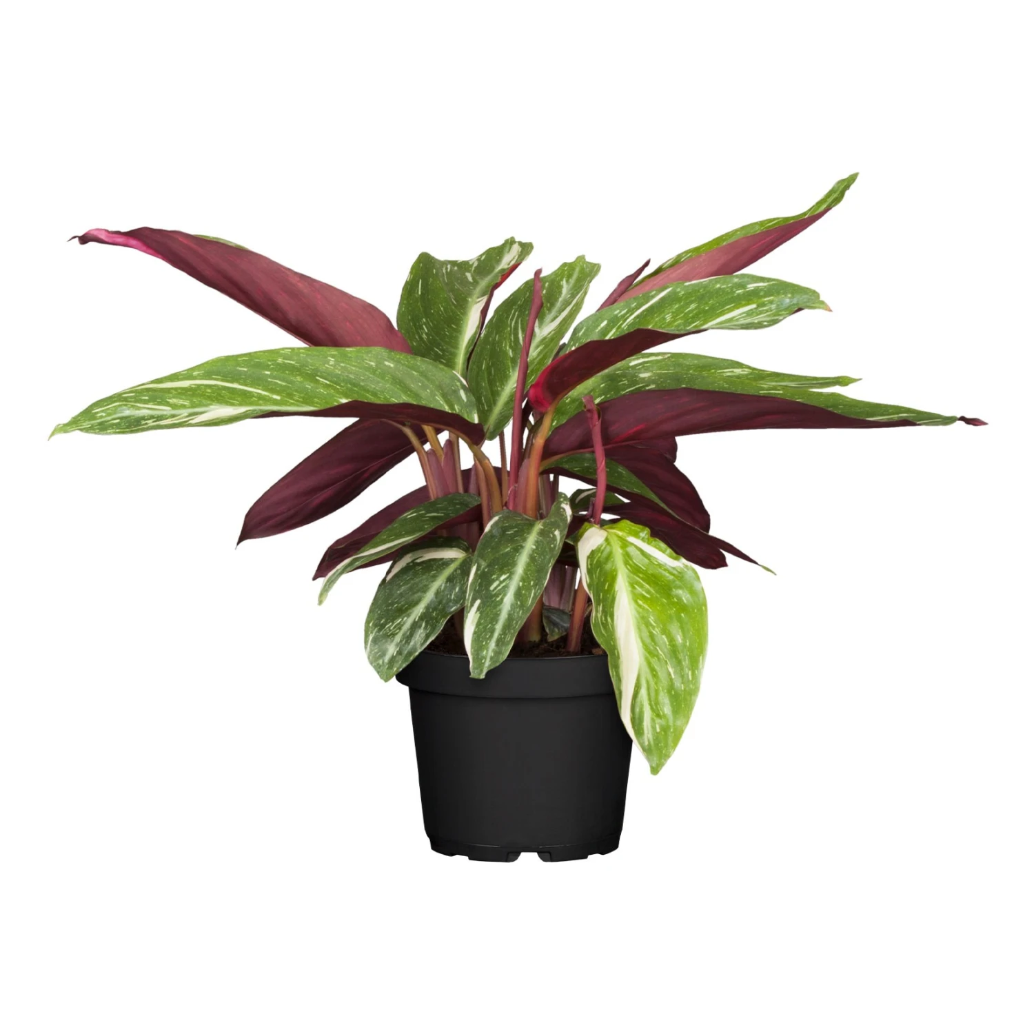 Calathea, Verschiedene Sorten, 2er Set 4 Calathea, Verschiedene Sorten, 2er Set – Bild 4