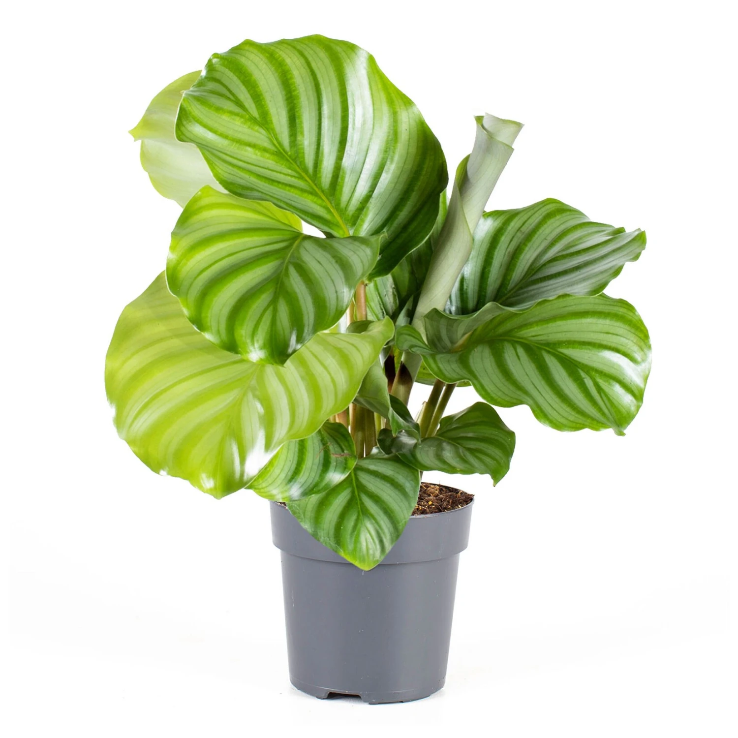 Calathea, Verschiedene Sorten, 2er Set 6 Calathea, Verschiedene Sorten, 2er Set – Bild 6