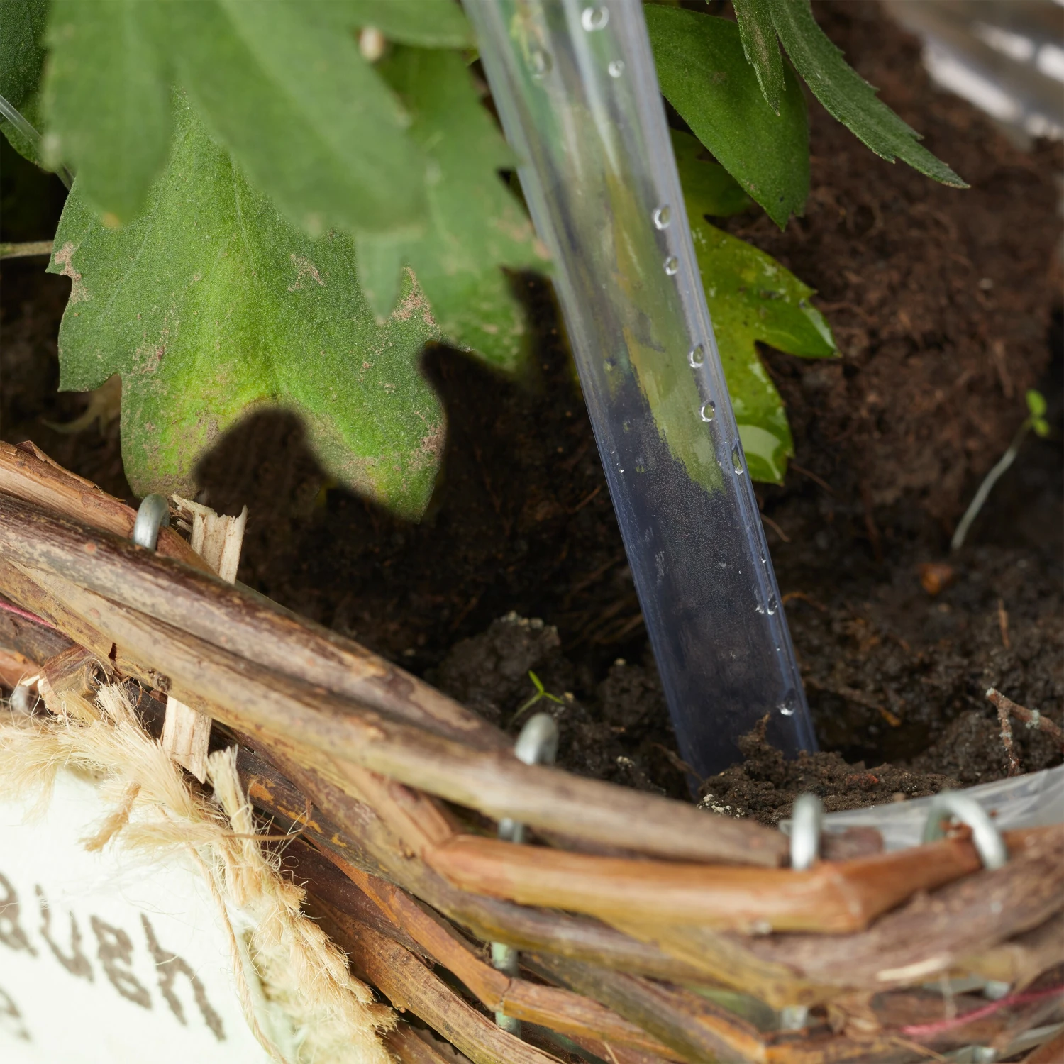 Relaxdays 12 X Bewässerungskugeln Transparent 2 Relaxdays 12 X Bewässerungskugeln Transparent – Bild 2