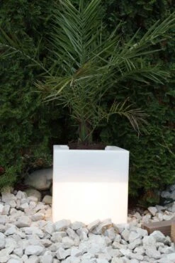 Pflanzkübel GlowTub Quadratic 38x38x38cm Beleuchtet 10620 8 Pflanzkübel GlowTub Quadratic 38x38x38cm Beleuchtet 10620 -OUTSUNNY Verkäufe 8600326800 796 prod 003